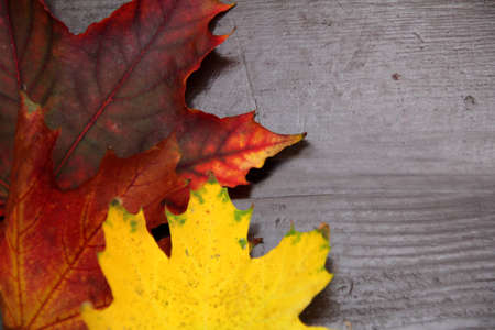 autumn leaves on park bench