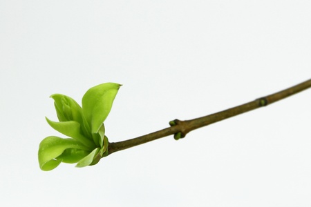 green bud of lilac plant の写真素材