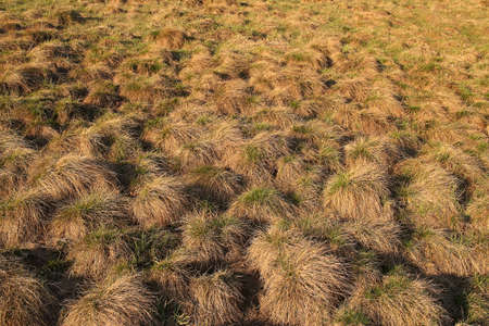 grass clumps field during sunset の写真素材