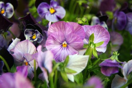 closeup of violas or pansies の写真素材