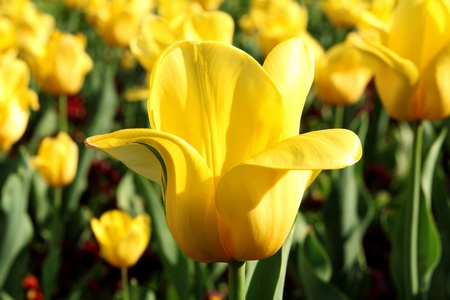 closeup of beautiful yellow tulip