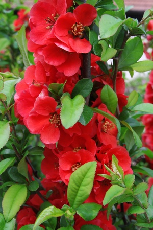beautiful red flowers の写真素材