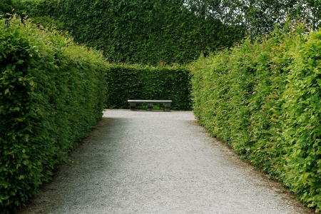 bench between green hedges の写真素材