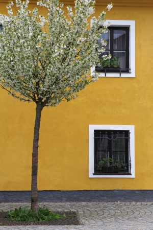beauty, blooming, spring tree and yellow wall の写真素材