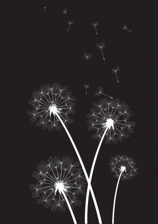 group of white dandelions on black background のイラスト素材