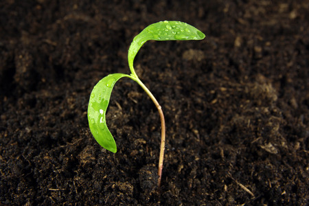 green sprout growing from seed 