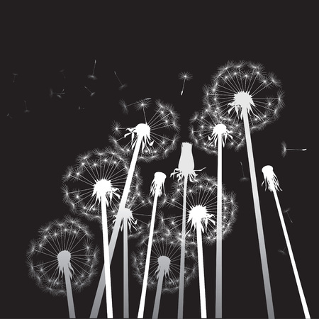 white dandelions on black のイラスト素材