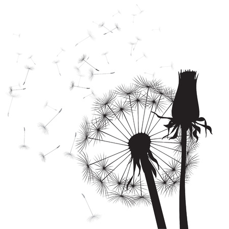 black and white vector dandelions のイラスト素材