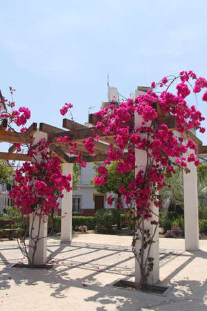 white spanish door with pink flowers の写真素材