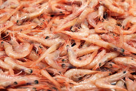 fresh shrimps at the fish market 