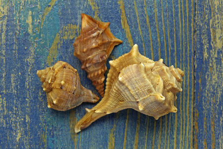 shells on blue wooden background の写真素材