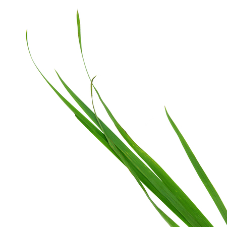 blade of grass isolated on white backgroundの写真素材