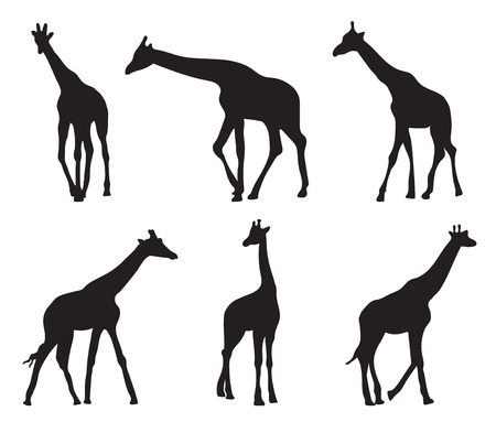 set of different silhouettes giraffesのイラスト素材