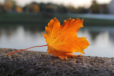 closeup of maple leafの写真素材
