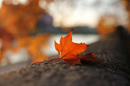 closeup of autumn red maple leafの写真素材