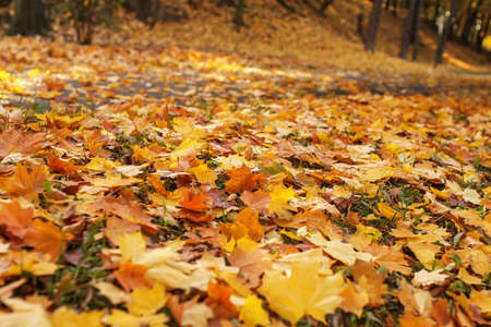 colorful autumn leavesの写真素材
