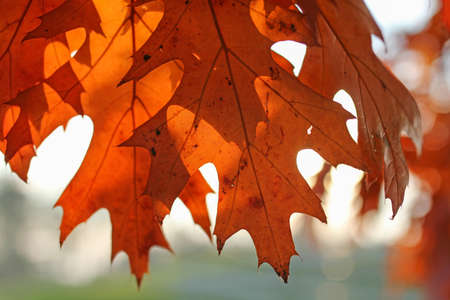 illuminated oak leaves