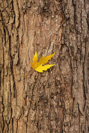 yellow leaf on tree trunkの写真素材