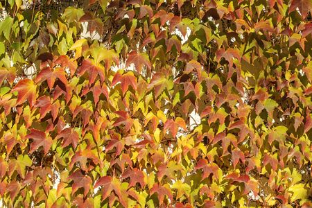 autumn ivy on a white wall