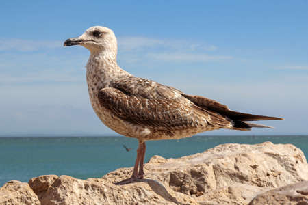 seagull on cliff in Cascais, Portugalの写真素材