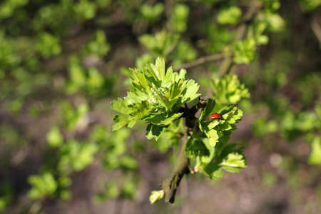 ladybug on twig with young leaves