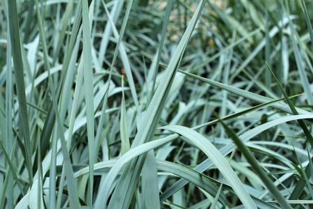 blade of grass backgroundの写真素材