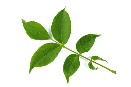 green walnut leaves on a white backgroundの写真素材