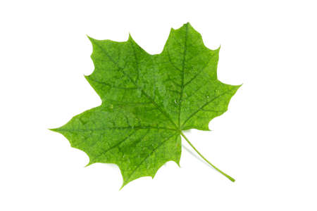 green maple leaf with water drops on white backgroundの写真素材