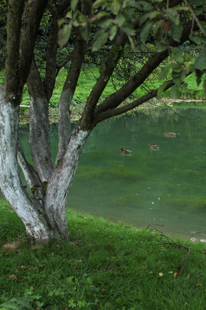 ducks in a pond at duskの写真素材