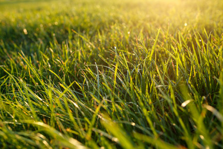 illuminating sunlight lush green grass, natural backgroundの写真素材