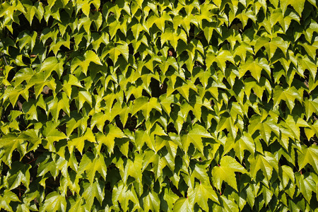 ivy vine background