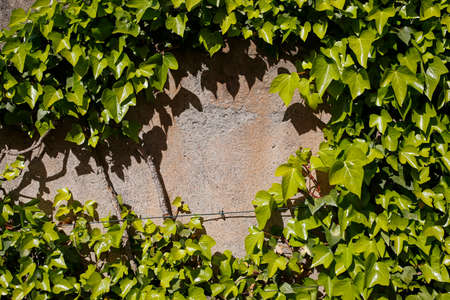 old wall covered with ivyの写真素材