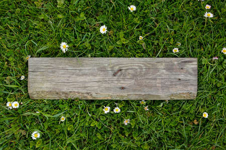 old wooden board on grass with a daisyの写真素材