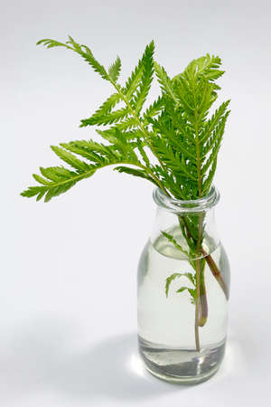 Green fern leaves in glass vase on white backgroundの写真素材