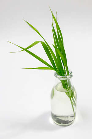 Blade of grass in glass vase on white backgroundの写真素材