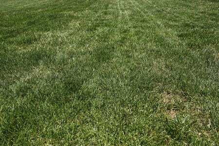 Green grass lawn backgroundの写真素材