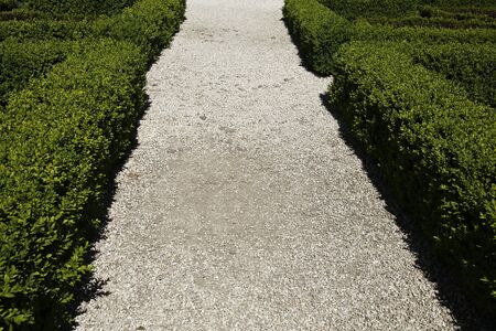 Gravel path between green hedgesの写真素材