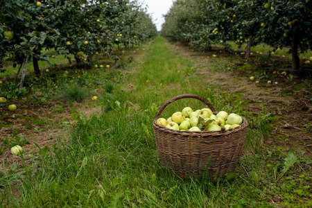 Basket with apples in fruit orchardの写真素材