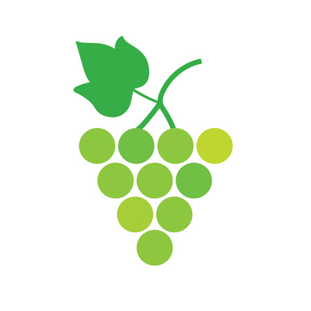 bunch of white wine grapes- vector illustrationのイラスト素材