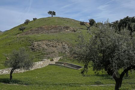 green hill with olive trees and old stone wallの写真素材