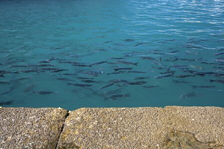 fish in turquoise water
