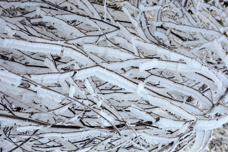 winter?osed frozen branchesの写真素材