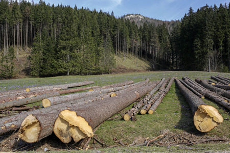 pile of wood logs on the edge of a forest