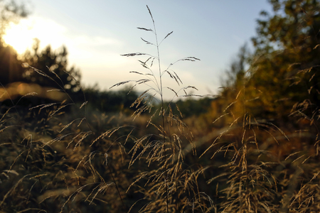 blades of grass with backlight of the setting sunの写真素材