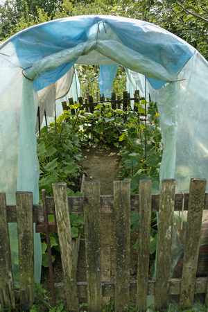 organic cucumbers in a greenhouseの写真素材