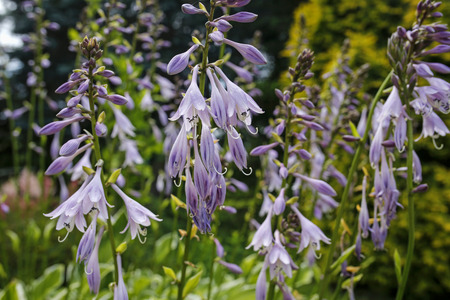 closeup of violet flowersの写真素材