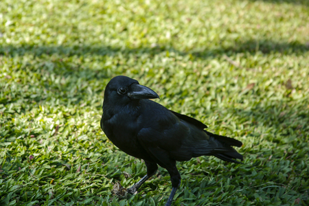 closeup of the raven on the grassの写真素材
