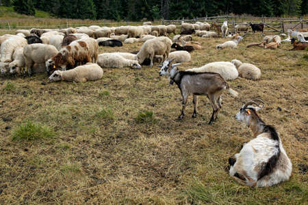 herd of goats and sheep on the mountain meadow