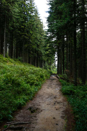 path in the spruce forest in the mountains after the rainの写真素材