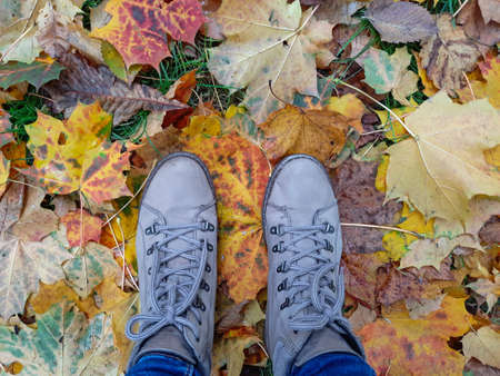 autumn walk, boots in maple leaves